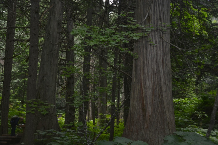 giant cedar grove